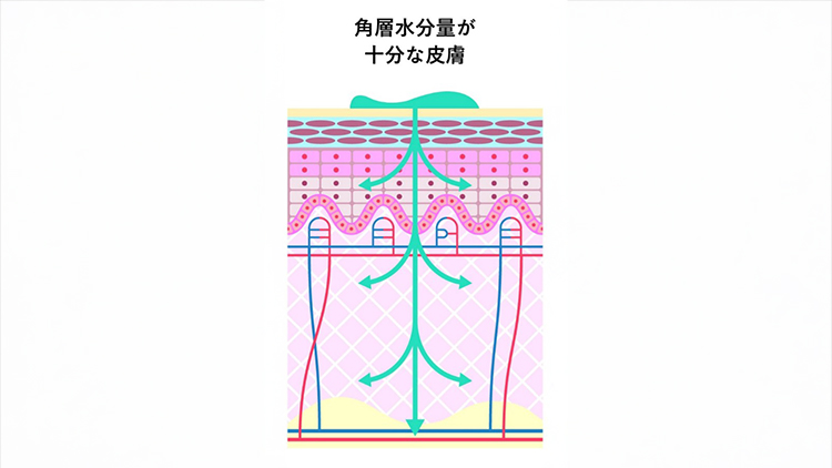 角層水分量が十分な皮膚の写真