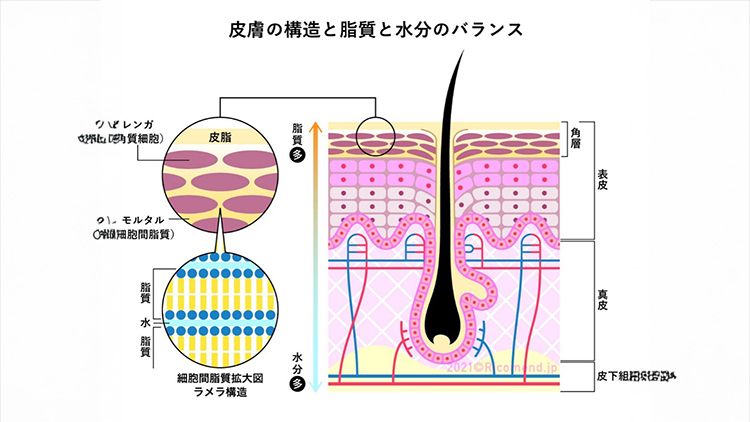 皮膚の構造と脂質と水分のバランスの説明