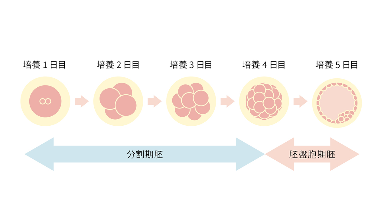 胚の発育を動画のように確認できる